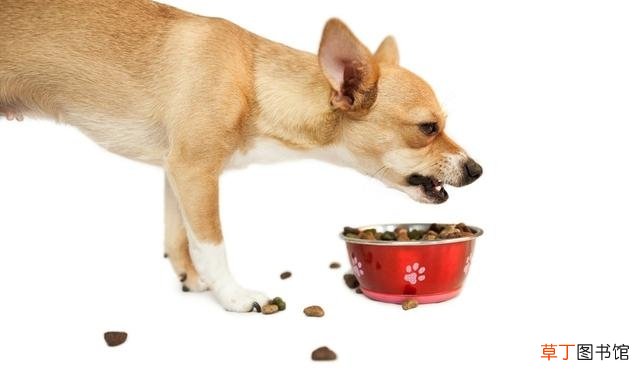 如何饲喂幼犬才更健康 3个月小狗一次喂30粒狗粮吗