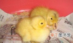 刚出生的小鸭子怎么养 刚出生的小鸭子如何养