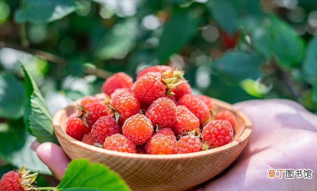 立夏适合吃的5种水果 立夏吃什么水果健康营养