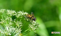 食蚜蝇是益虫还是害虫 食蚜蝇对人有什么危害