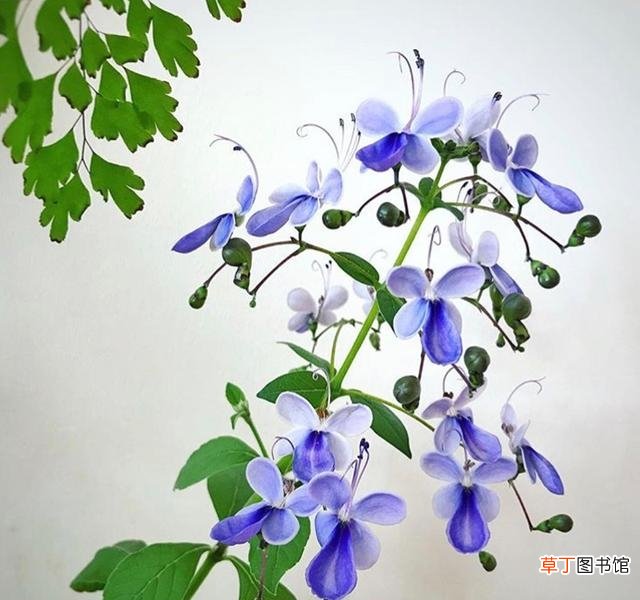 盘点15种蓝色的花卉附图片 开蓝色花的花卉有哪些品种