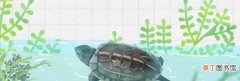 草龟最适宜的饲养水位 草龟水养要多深多少厘米