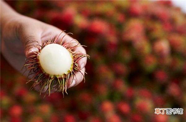 红毛丹的种植条件 红毛丹是哪里的特产