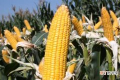 玉米对肥料有哪些需求，种玉米用什么肥料最好