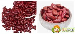 红芸豆和红腰豆的外观区别，红芸豆和红腰豆的区别在哪