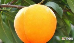 黄桃与桃子有什么区别，外观和成熟时间不同