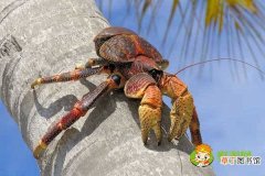 椰子蟹肚子里面是什么，吃椰子蟹的注意事项