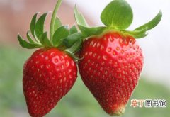 草莓几月份成熟，草莓有哪些品种呢
