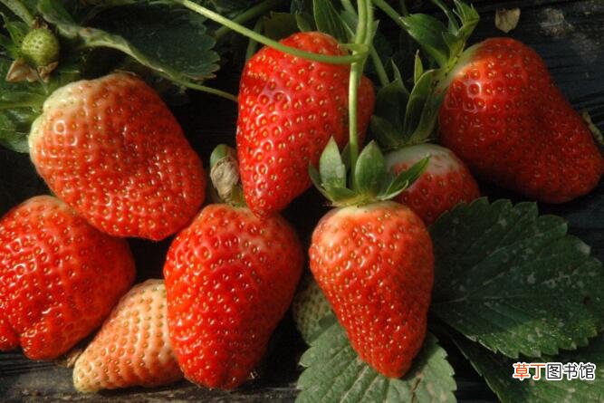 什么水果最脏 草莓被评最脏蔬果