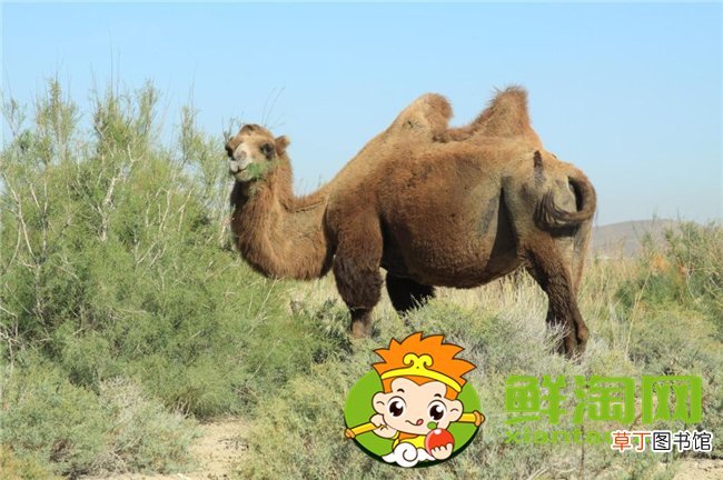 王牌驼骆驼奶粉是真的吗，王牌驼骆驼奶真伪识别