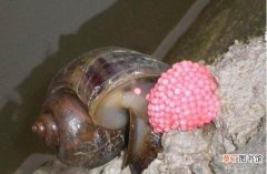 田螺怎么产卵，田螺和福寿螺的区别