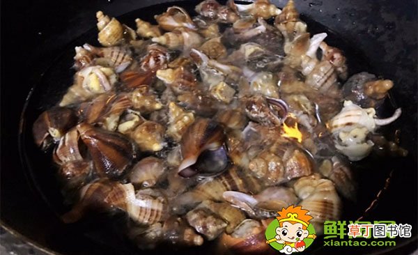 小海螺怎么吃到里面的肉图解