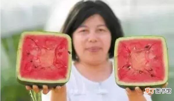 方形西瓜是怎么种出来的，方形西瓜是怎么种植的