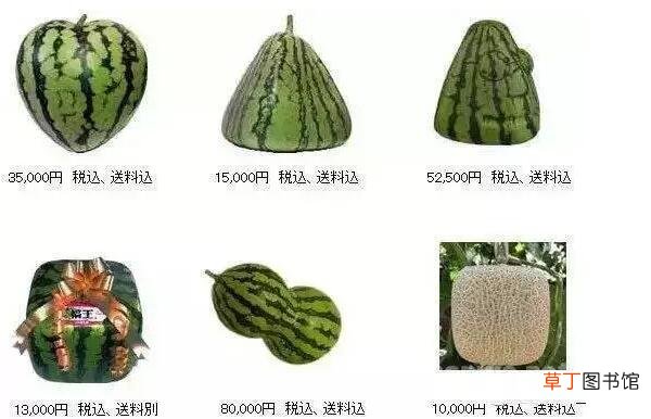 方形西瓜是怎么种出来的，方形西瓜是怎么种植的