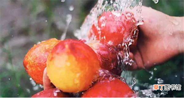 图解 水蜜桃怎么选 全面了解选购水蜜桃的方法