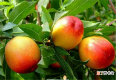 油桃品种大全图片 最好的油桃品种