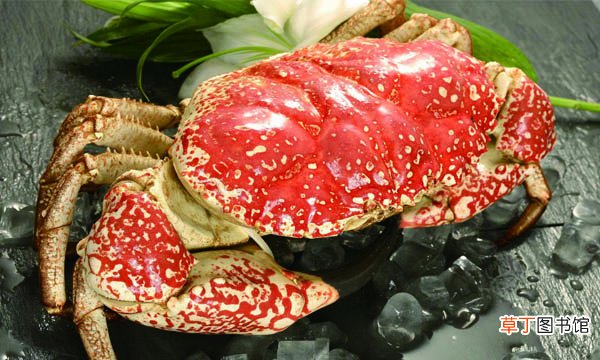 世界最大的帝王蟹有多大，帝王蟹产地哪里最好吃