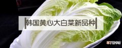 韩国黄心大白菜新品种