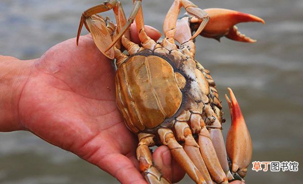 如何区分青蟹和黄油蟹