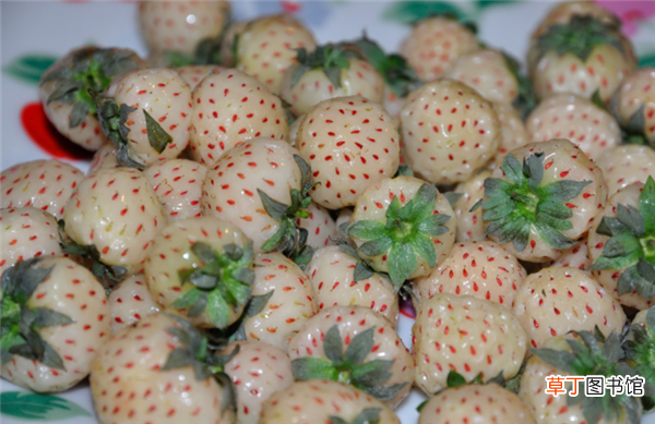 菠萝莓多少钱一斤 2018菠萝莓价格是多少