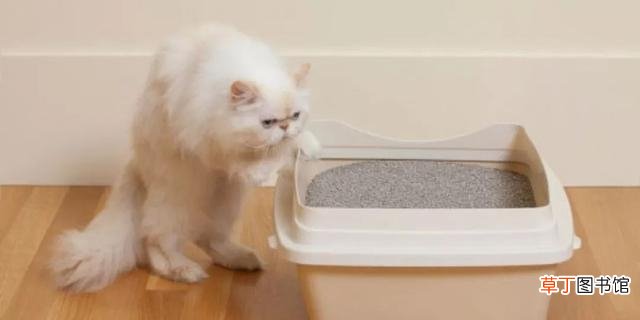 猫咪便臭的8大原因 猫拉的屎太臭了怎么回事啊
