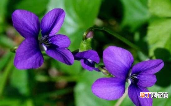 紫罗兰的花语传说 紫罗兰花语寓意是什么
