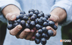 蓝莓一天吃多少为宜 蓝莓可以一天吃一盒吗