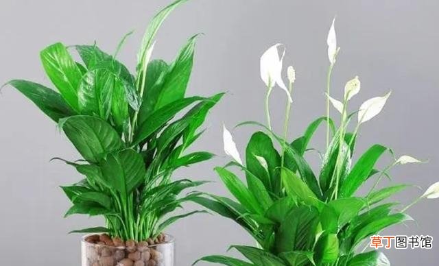 漂亮美观有益健康的5种花 什么植物适合养在室内好养活