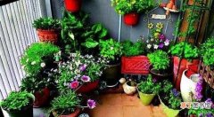 漂亮美观有益健康的5种花 什么植物适合养在室内好养活