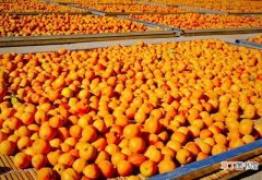 如何正确挑选杏子 杏子什么季节成熟啊
