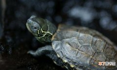 带你认识中国本土龟种类 墨龟和中华草龟区别有吗