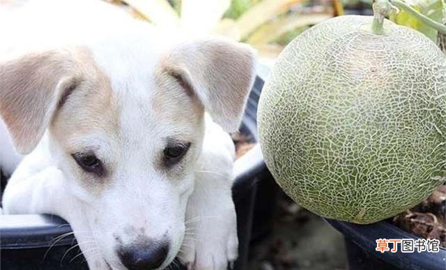 泰迪狗狗可以吃哈密瓜吗（狗狗吃哈密瓜的注意事项)