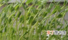 小豌豆是怎样长大的 小豌豆长大的流程
