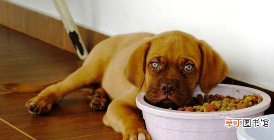 狗狗不吃狗粮的原因分析 狗狗不吃狗粮是什么情况引起的