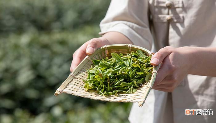 蒸青绿茶是什么茶