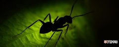 菜地蚂蚁用什么药可以杀死