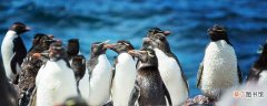 马达加斯加岛为什么有企鹅