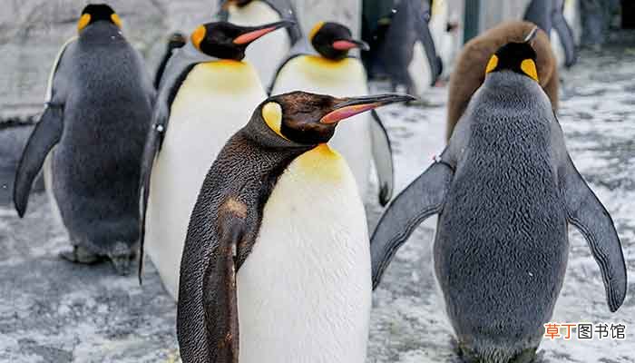 极地企鹅生活在什么地区