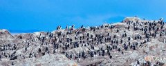 极地企鹅生活在什么地区