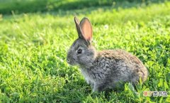 家兔腹泻的防治措施 小兔子拉稀怎么办