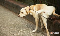 狗狗尿液很黄的5个原因 狗尿黄是什么原因导致的