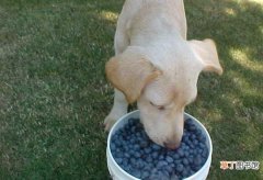 蓝莓对狗狗的好处 狗狗能不能吃蓝莓