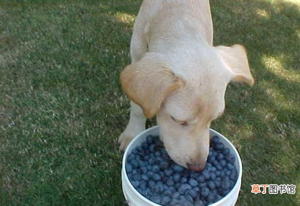蓝莓对狗狗的好处 狗狗能不能吃蓝莓
