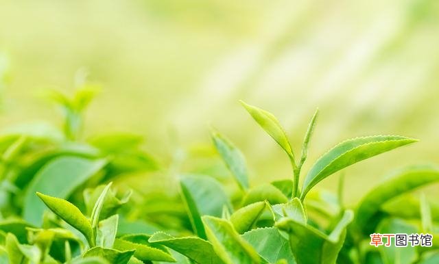 毛尖的品种分类介绍 毛尖属于是绿茶还是红茶呢
