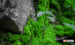 青苔的正确养殖方法 苔藓怎么养才能绿