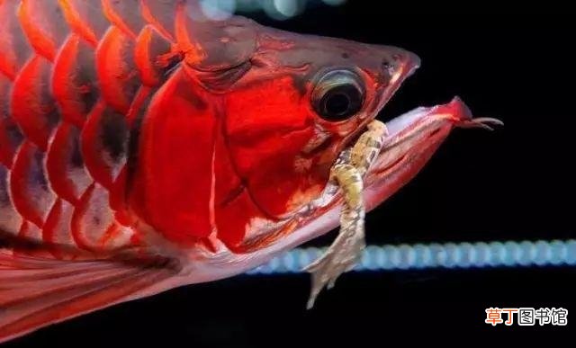 红龙鱼喂食正确方法 红龙鱼的正确饲养方法