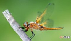 关于益虫蜻蜓的介绍 蜻蜓是益虫还是害虫啊