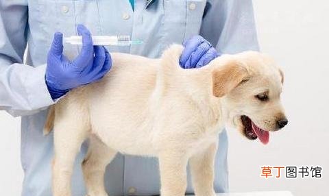 新手饲养小狗的注意事项 狗狗第一针疫苗什么时候打