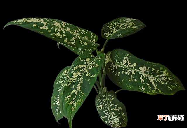 吸甲醛最佳的10类植物 什么植物吸甲醛效果最好