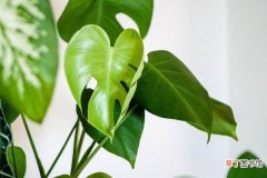 吸甲醛最佳的10类植物 什么植物吸甲醛效果最好
